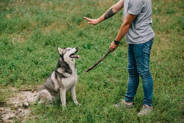 Understanding Your Dog’s Behavior During Obedience Training